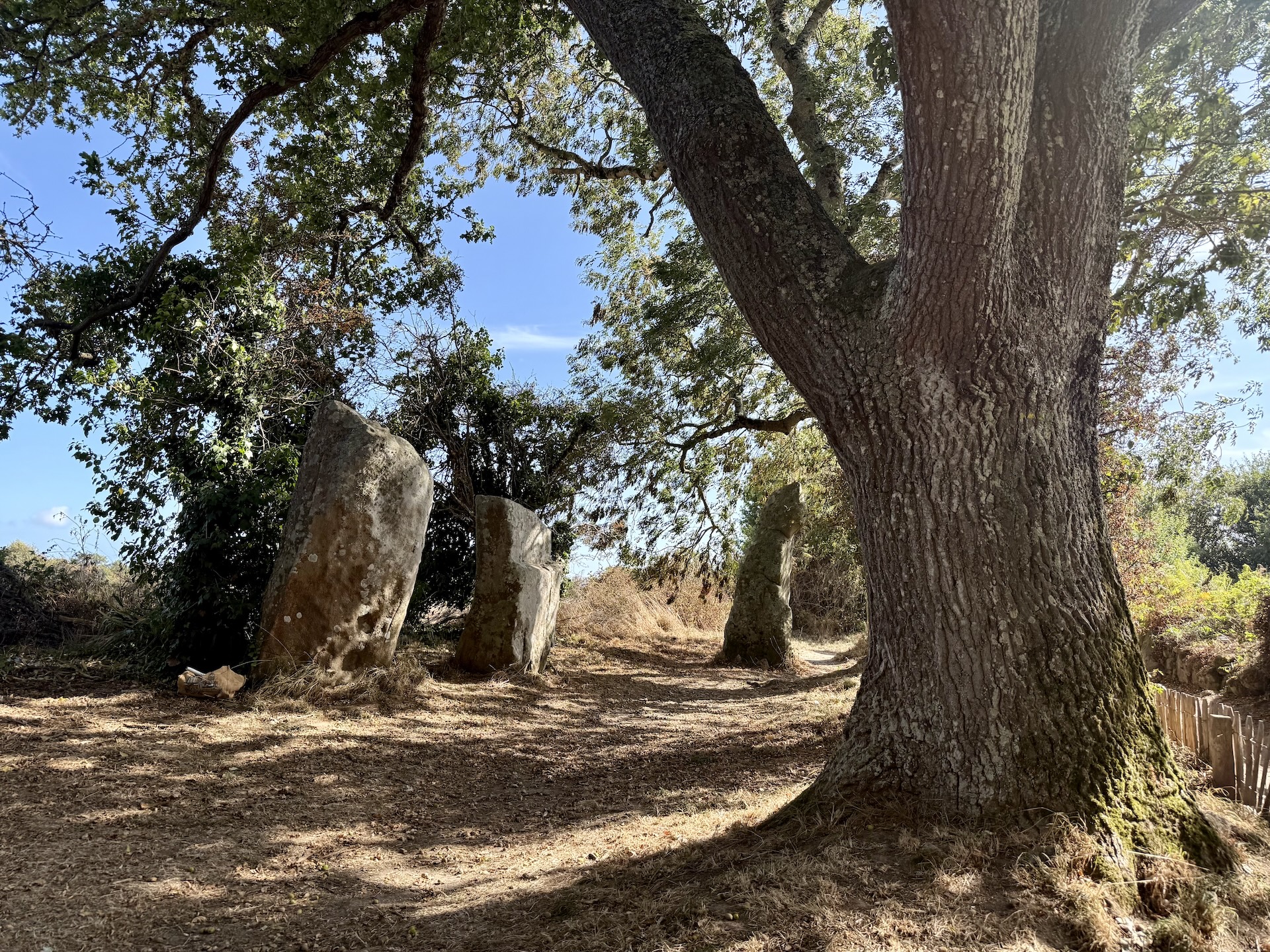 Arbre et menhirs à Erdeven (Kerzerho), chemin de passage parmi les mégalithes